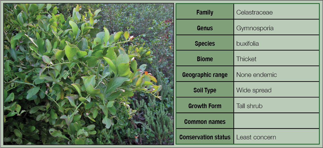 Plant Gallery | Foster